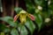 Single flower of Paphiopedilum venustum