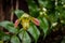 Single flower of Paphiopedilum venustum