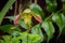 Single flower of Paphiopedilum venustum