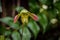 Single flower of Paphiopedilum venustum