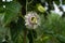 A single flower Passiflora edulis in its natural enviroment