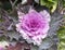 Single flower of pink brassica oleracea  decorative cabbage, close up