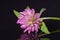 Single flower of pink clower isolated on black background