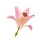 Single flower of a pink and yellow lily culivar isolated