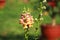 Single flower plant with de focus background