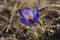 A single flower of purple crocus blooms in April.