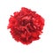 Single flower, red carnation isolated on white background. Top v