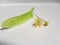 Single flower of small-leaved lime Tilia cordata collected for tilleul linden flower tea