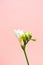 Single flower sprig on pastel pink background, vertical. Concept springtime