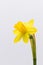 Single flower and stem Narcissus jonquilla isolated against a white background, Macro shot.