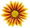 Single flower of tiger Gazania. (Splendens genus asteraceae).Isolated