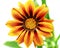 Single flower of tiger Gazania. (Splendens genus asteraceae).Isolated