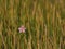 Single flower among wetland grasses