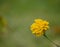 A single flower of yellow marigold tagetes.