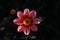 Single flowered dahlia of the `Dahlegria Tricolore` variety in a garden, close-up, dark background. Lilac pink dahlia