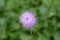 Single-flowered sawwort