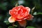 Single Flowering Peach Rose Blossom in a Garden