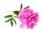 Single flowering pink peony