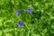 Single flowering spreading bellflower stem closeup isolated on natural green blurred background of meadow grass. Beautiful floral