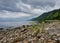 Single flowering tansy on stone shore of Lake Baikal