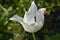 Single Flowering White Tulip Flower Blossom Blooming