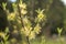 Single flowering yellow dogwood flowering flowers.