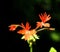 Single Flowers On Orange Geranium In Bloom