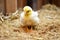 a single fluffy, yellow chick surrounded by dry straw