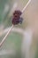 single fly insect in close-up in summer resting on a grass stem on gray background