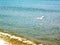 Single flying  seagull  on the background  ripple sea water and coastline