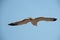 Single flying seagull with spread wings