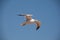 Single flying seagull with spread wings