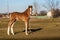 Single foal