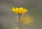 Single focal yellow desert sunflower with backlighting