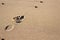 Single footprint on sand. Human footstep at seaside. Beach vacation. Leisure and travel concept.