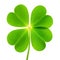 Single four-leaf clover with vibrant green leaves isolated on white