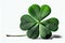 single four-leaf green clover with white background