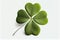 single four-leaf green clover with white background