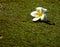 Single Frangipani on grass.