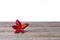 Single Frangipani or Plumeria flower on wooden background.