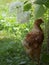 Single free brown hen grasing on green grass in summer sunny day. A small fledgling chicken walks freely among the grasses