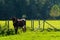 Single Free Range Cow on Pasture