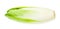 single fresh Belgian endive (chicory) isolated