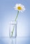 Single Fresh chamomile in glass water Isolated