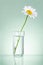 Single Fresh chamomile in glass water Isolated