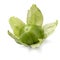 Single fresh green tomatillo in a husk on white background