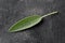 Single fresh harvested organic sage leaf on dark background