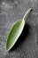 Single fresh harvested organic sage leaf on dark background