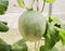 Single fresh melons plant growing in greenhouse organic farm