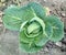 Single fresh natural cabbage green leaf in tha soil. Kushinagar village
